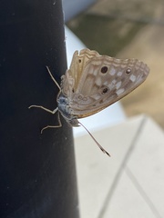 Asterocampa celtis