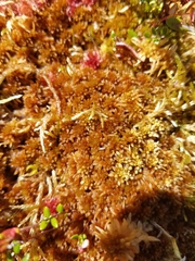 Sphagnum fuscum