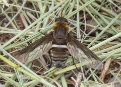 Exoprosopa rostrifera