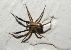 Camptocosa parallela