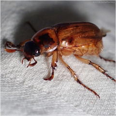 Cyclocephala pasadenae