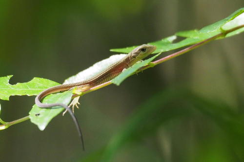 Japanese Grass Lizard, photo 6 of 7