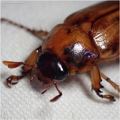 Cyclocephala pasadenae