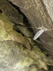 Maccaffertium terminatum