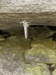Maccaffertium terminatum