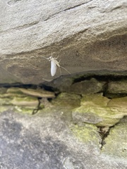 Maccaffertium terminatum