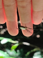 Leucauge taiwanica