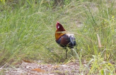 Gallus gallus gallus