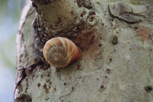 Euhadra congenita