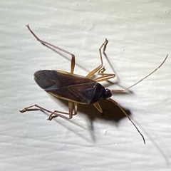 Balboa ampliata