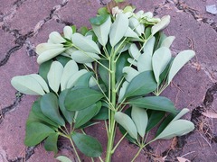 Heptapleurum heptaphyllum