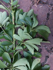 Heptapleurum heptaphyllum