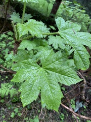 Oplopanax
