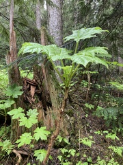 Oplopanax