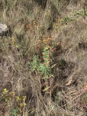 Euphorbia glareosa