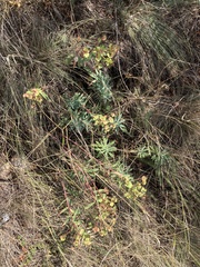 Euphorbia glareosa