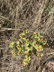 Euphorbia glareosa
