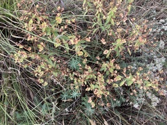 Euphorbia glareosa