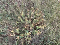 Euphorbia glareosa