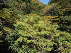 Cladrastis platycarpa