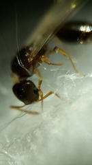 Temnothorax arboreus