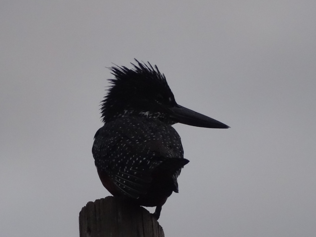 Giant Kingfisher