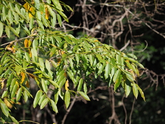 Cladrastis platycarpa