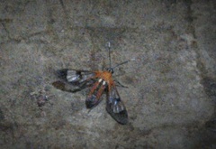 Pheia haemapleura