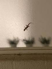 Hemidactylus turcicus