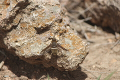 Exoprosopa rostrifera