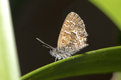 Theclinesthes sulpitius