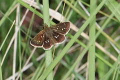 Piruna aea