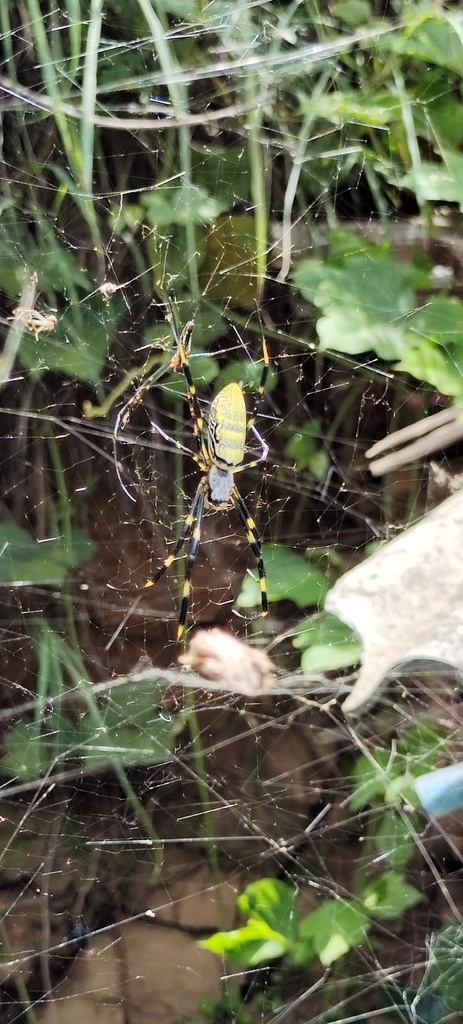 Joro Spider in August 2022 by Lukasz Madrzynski 孟巨石 · iNaturalist