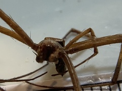 Trichonephila clavipes