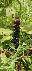 Phytolacca polyandra