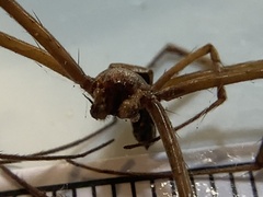 Trichonephila clavipes