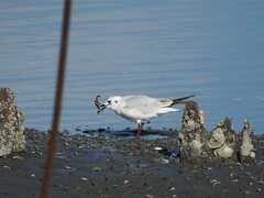 Saundersilarus saundersi