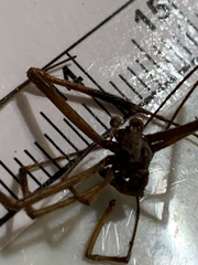 Trichonephila clavipes