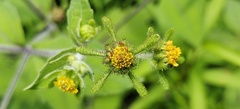 Sigesbeckia orientalis