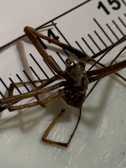 Trichonephila clavipes