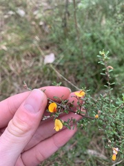 Pultenaea parviflora
