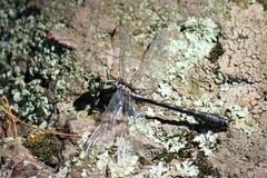 Hylogomphus adelphus