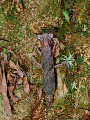 Amorphoscelis singaporana
