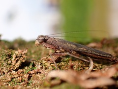 Amorphoscelis singaporana