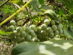 Smilax ocreata