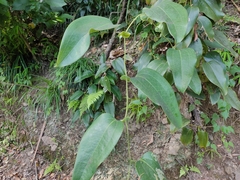 Smilax ocreata