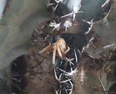 Latrodectus geometricus