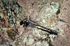 Hylogomphus adelphus