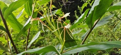 Hedychium spicatum