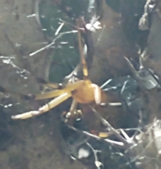Latrodectus geometricus